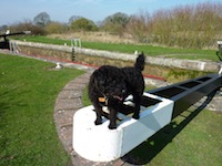 Dogs are welcome on most of our Canal Boats